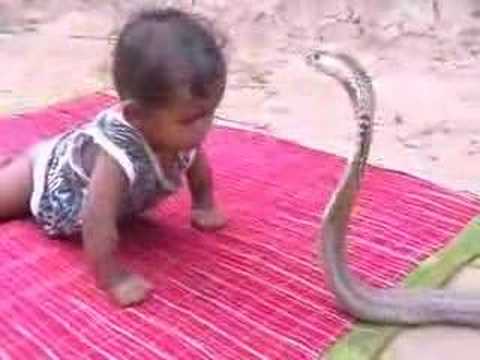 cobra.jpg