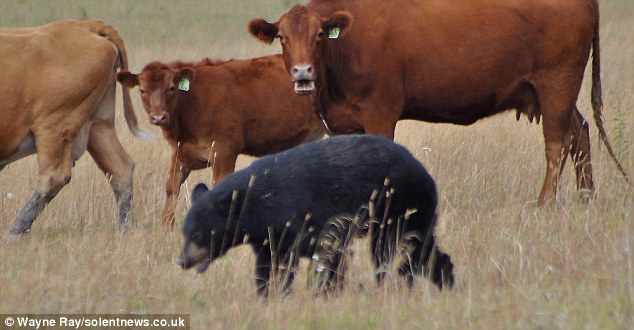 cow bear.jpg