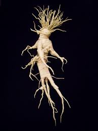 mandrake